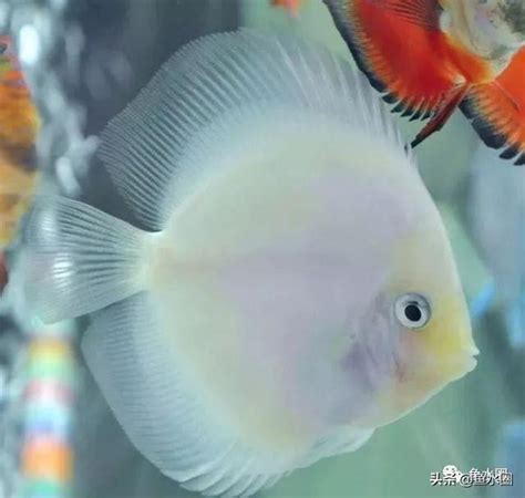 七彩神仙魚混養|七彩繁殖網